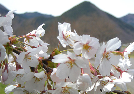 自在山と桜